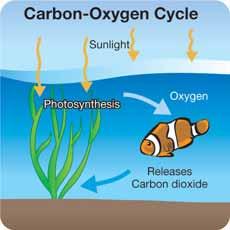 Where does the energy come from to make the water cycle work? That s right, the Sun is the source of energy. Even though we can t see them, carbon and oxygen are important members of ecosystems.