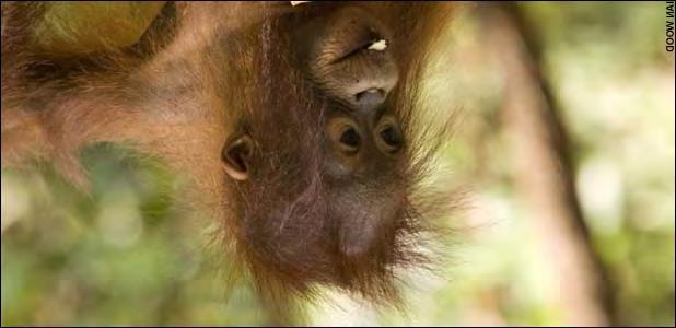 Last Updated: 11:25am BST 09/07/2008 Page 1 of 3 The Sumatran orang-utan is now in such serious decline that it will take extraordinary efforts to prevent it becoming the first great ape species to