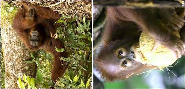 Orangutan goes fishing with sharpened stick Orang-utan numbers declining sharply Slowdown ordered on biofuels The warning emerges from a compilation of a major orang-utan survey in 2004 together with
