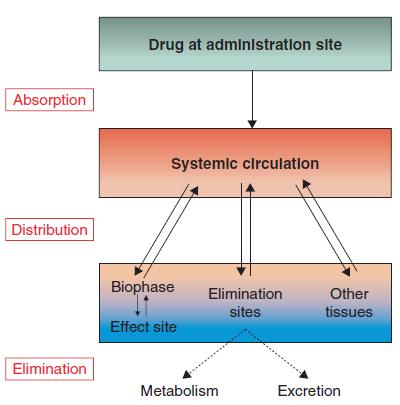 INTRODUCTION A schematic representation of the processes involved in the journey of a drug molecule through the human body is shown in the