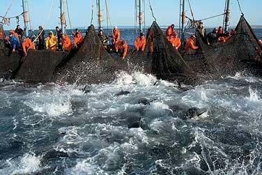 durable FISHERIES common