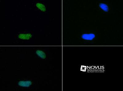 Immunocytochemistry/Immunofluorescence: Histone H4 [Dimethyl Lys20] Antibody [NB21-2089] - Histone H4 K20me2 antibody was tested at 1:50 in HeLa cells with FITC