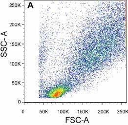 What we learn from Light Scattering More Granular Side Scatter SSC Apoptotic