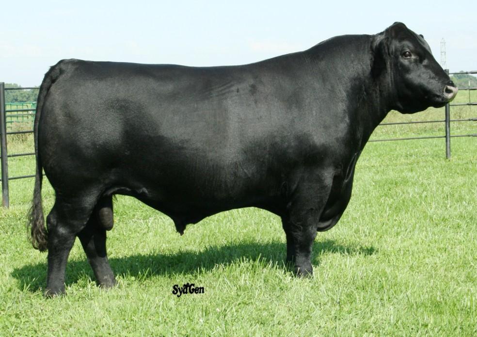 36 Heifer bull, negative BW and born unassisted from a two year old. Dam s sire is one of the top proven bull for marbling. This bull excels in calving ease and growth.