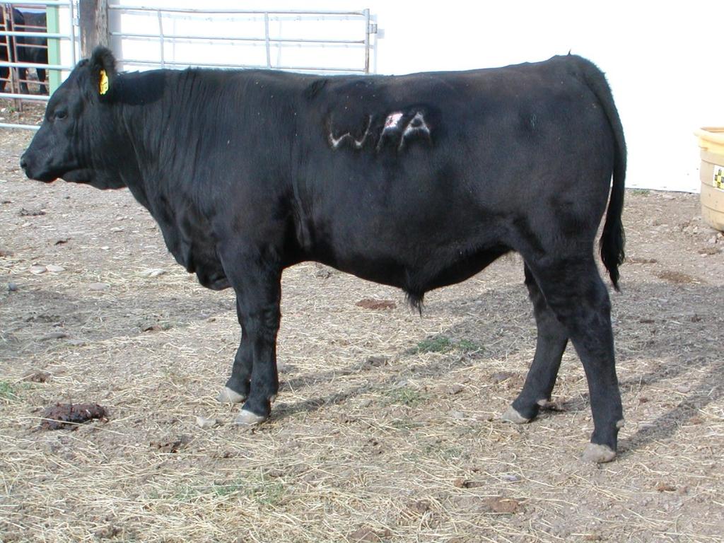 3, Ratio 106 Rib.29, Ratio 94 Rump.28, Ratio 74 17-0.8 56 98 21 14 29 26.67.76.020 $W 47.59 RADG 0.14 $B 79.52 Big time heifer bull born unassisted out of a exceptional two year old.