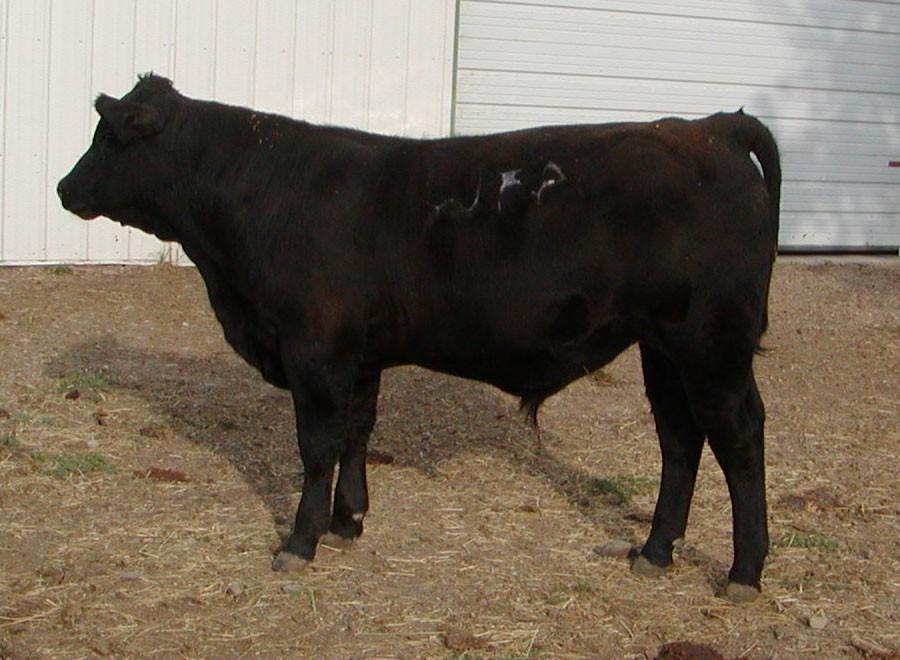 32, Ratio 103 Rump.40, Ratio 105 9 0.9 59 111 24 8 37 37 1.17.84.017 $W 33.91 RADG 0.22 $B 100.54 Heifer bull born unassisted from a two year old dam. Top 1% for marbling and $B.