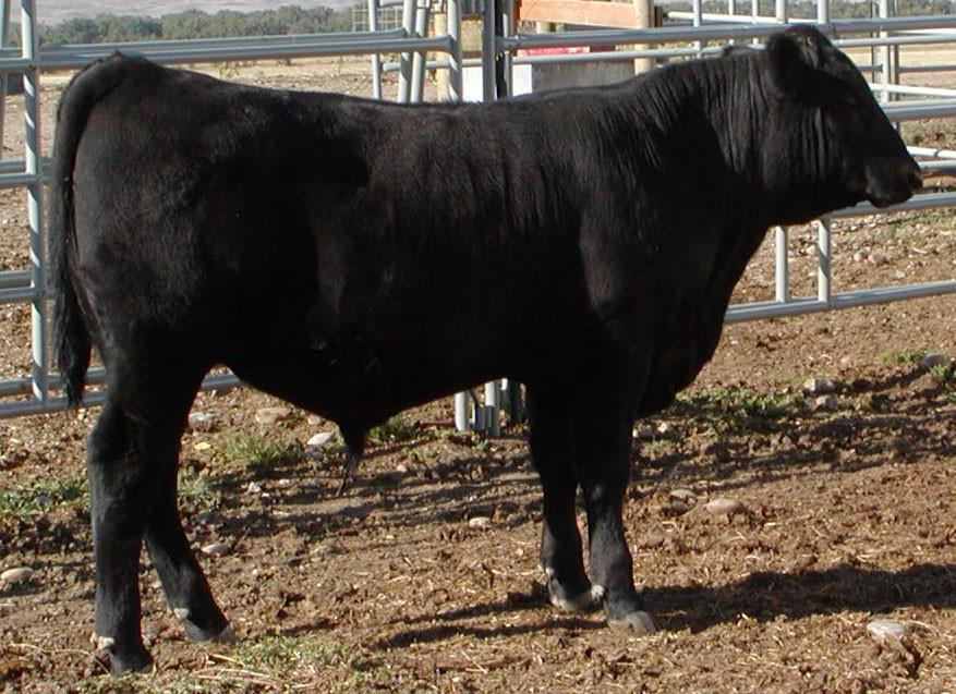 36, Ratio 95 4 2.3 54 98 9 7 20 22.92.65.005 $W 32.699 RADG 0.18 $B 82.04 Maternal brother in last years sale had a REA of 16.4 and IMF ratio of 121 and sold to Robert Rolston.