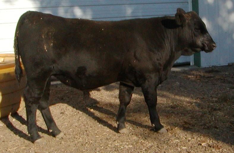 35, Ratio 92 3 0.9 42 75 10 6 25 12 1.08.43 -.006 $W 39.88 RADG 0.18 $B 71.67 Easy pull out of a first calf heifer. ET maternal brother sells as #231.