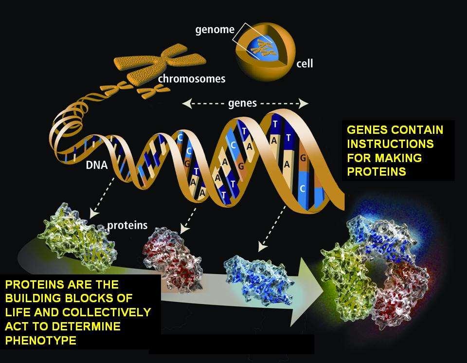 The genome age
