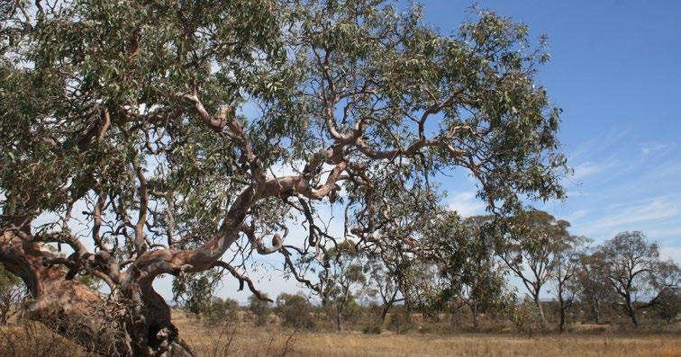 1. Review outcomes The Victorian Government has concluded its review of the native vegetation clearing regulations (the review).