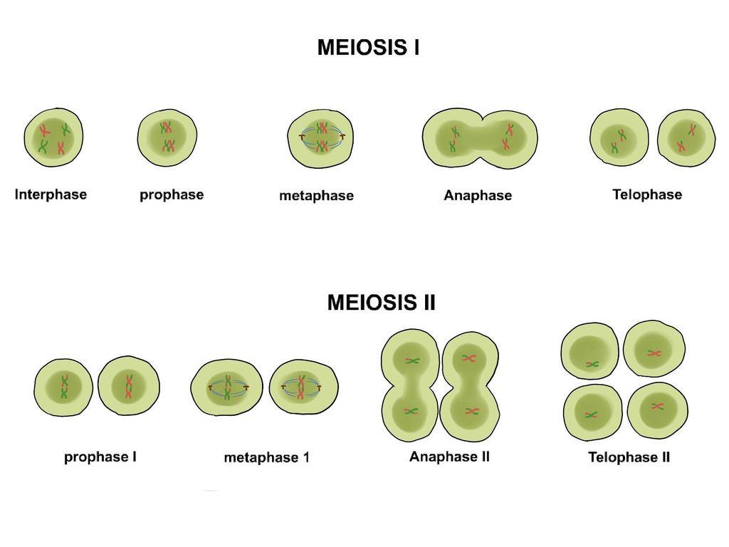 Chromosome pairs become what they are during a similar process called meiosis.
