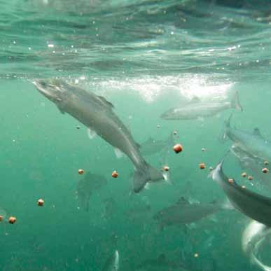 2020. The Code of Good Practice for Scottish Finfish Aquaculture (CoGP) was reviewed to incorporate revisions to fish health, predators and containment themes to reflect changing legislation and