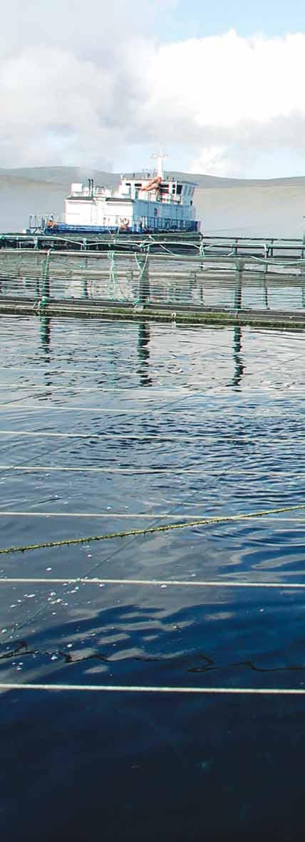 New amendments were subsequently issued by Scottish Government regarding audit and review in an effort to bring to a close the process of transferring pre-2007 existing fish farms into the planning