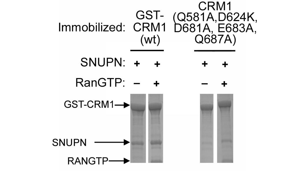 Figure S9. Mutations at CRM1-NES epitope II interface decrease CRM1-SNUPN interactions.