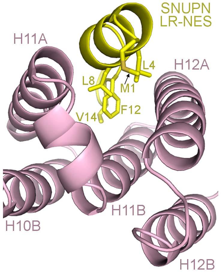 Figure S3. Arrangement of the CRM1 (pink) and the SNUPN LR-NES (yellow) helices at the LR-NES binding site.