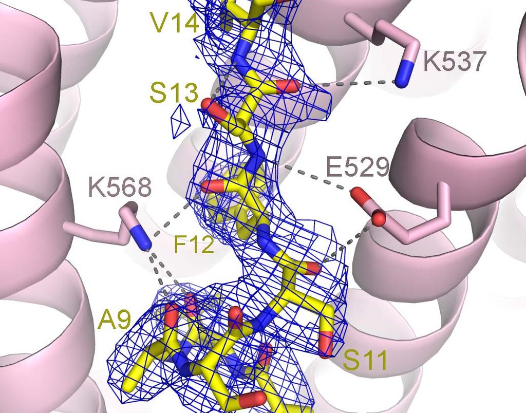 Figure S7. The LR-NES of SNUPN is a combined α-helical and extended peptide.