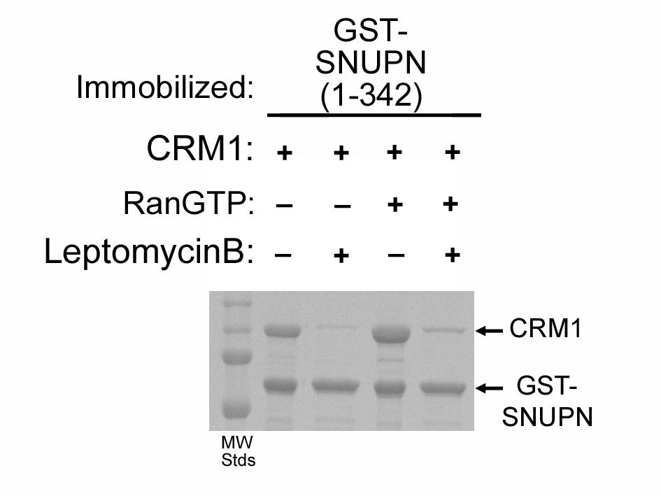 Figure S8. Leptomycin B inhibits CRM1-SNUPN in the presence and absence of RanGTP.