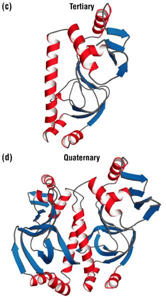 How to predict the tertiary structure of a protein computationally (a) when the structure of a homologous protein is