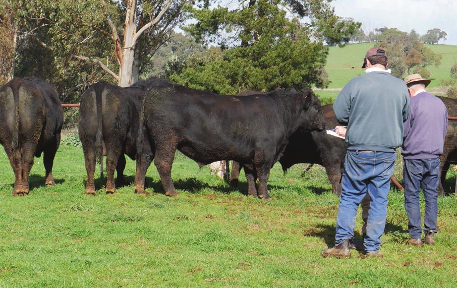 Setting a Breeding Objective The key elements of the success in any breeding program are no different when using Angus bulls to those when using bulls of any breed, being careful planning, the use of