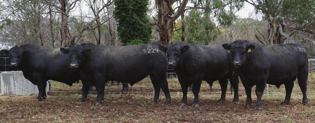 The Angus Breeding Index is a general purpose selection index that is suitable for use in the majority of commercial beef operations, whereas the Domestic, Heavy Grain and Heavy Grass selection