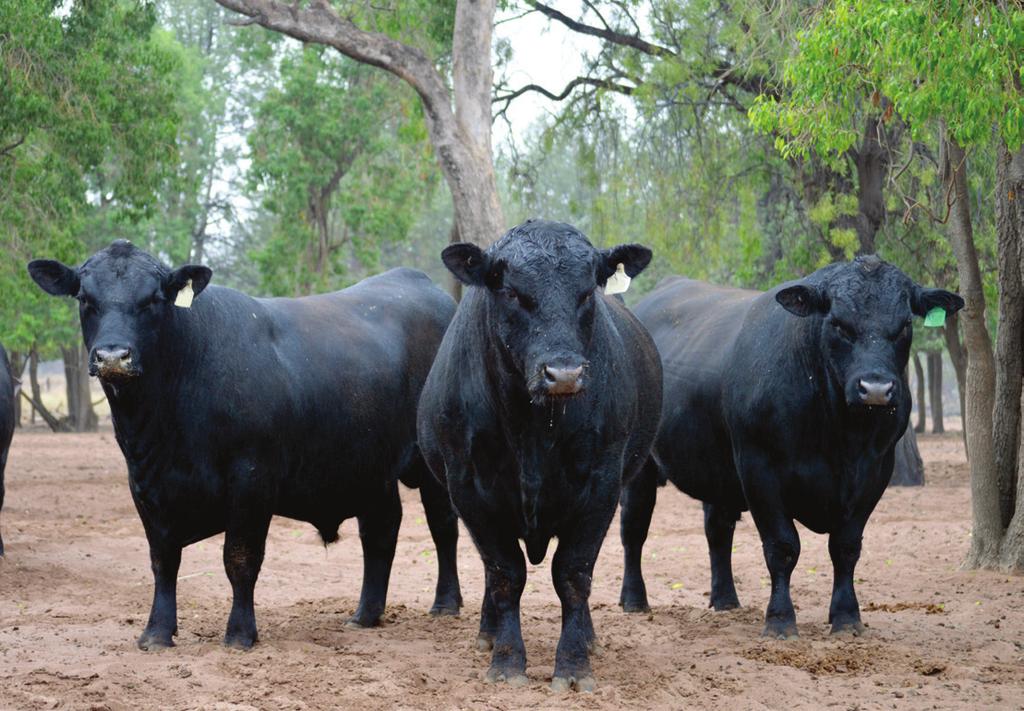 The status of Angus bulls is routinely reported for several genetic conditions, including: Arthrogryposis Multiplex (AM), Neuropathic Hydrocephalus (NH), Contractural Arachnodactyly (CA) and