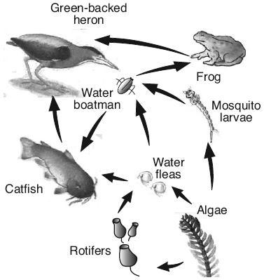 8. A pond ecosystem is shown in the diagram below. Not drawn to scale Which statement describes an interaction that helps maintain the dynamic equilibrium (stability) of this ecosystem?