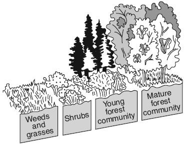 21. Which statement best describes one of the stages represented in the diagram below? (1) The mature forest will most likely be stable for a long period of time.