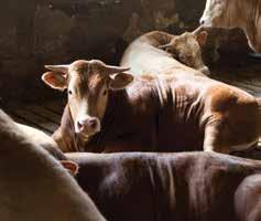 (Source: Van Amburgh, 2000) Youngstock The faster a calf grows to the ideal weight, Beef cattle The benefits of frequently feeding calves Lactating cows Once a calf has grown into a lactating cow,