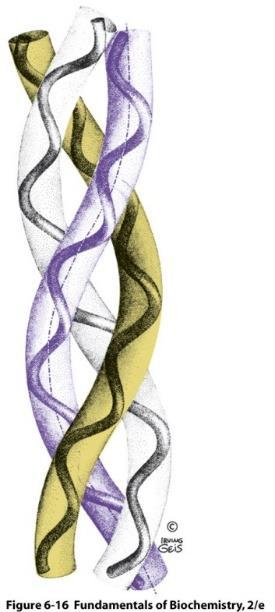 Collagen: a triple helix Left-handed polypeptides twisted into right-handed superhelical structure Most abundant