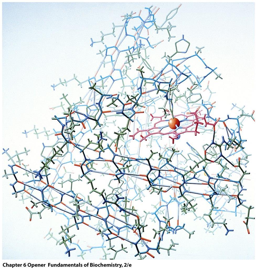 The atomic structure of myoglobin as a stick model A