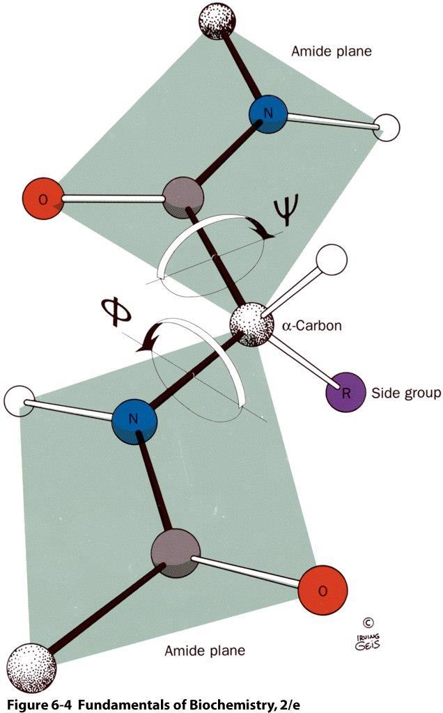 Torsion angles of the polypeptide backbone the Cα-N bond (Φ) 180º the Cα-C