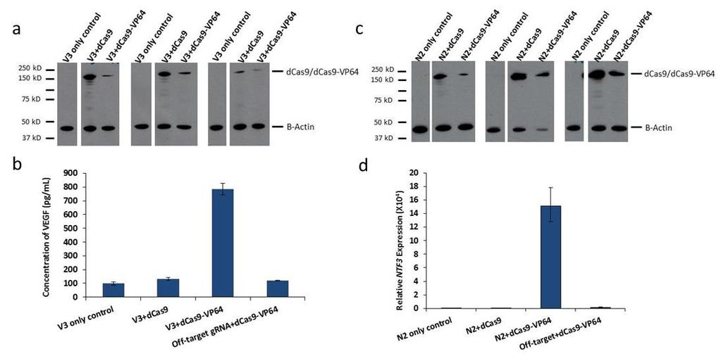 Supplementary Figure 4 dcas9 and dcas9-vp64 are stably expressed in human 293 cells (a) Western blot analysis performed on 293 cells transfected with plasmid expressing the VEGF-targeted V3 sgrna