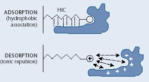 Hydrophobic Charge-Induction Chromatography (HCIC) - BIOSEPRA Adsorption is based on mild hydrophobic interaction without the need of high salt