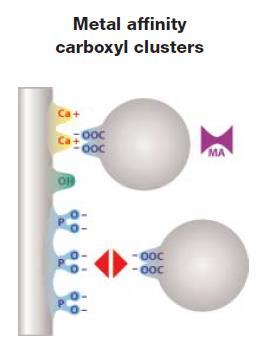 Hydroxyapatite Chromatography Calcium Interaction Calcium affinity occurs via interactions with carboxyl clusters and/or phosphoryl groups on proteins or nucleic