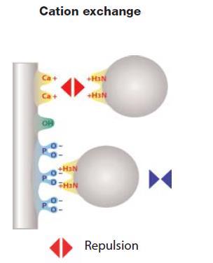 Hydroxyapatite Chromatography Cation exchange Interaction Cation exchange: protein amino groups interact with the negatively charged PO 4 Elution by increasing salts as NaCl, increasing phosphate