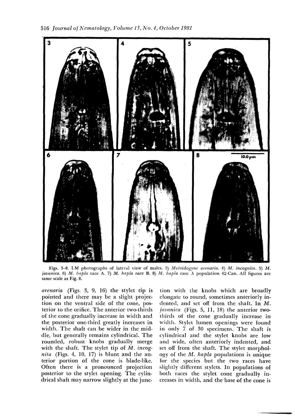 516 Journal of Nernatology, Volume 13, No. 4, October 1981 Figs. 3-8. LM photographs of lateral view of males. 3) Meloidogyne arenaria. 4) M. incognita. 5) M. iavanica. 6) M. hapla race A. 7) M.