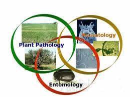 Journal of Phytopathology and Pest