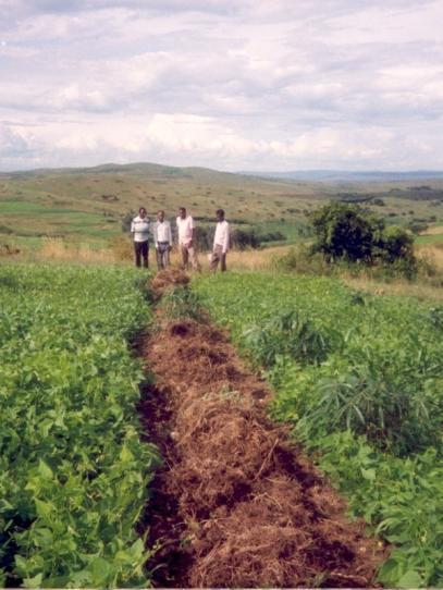 UGANDA Trash-lines Improved following a participatory process (ISWC) Crop residues and weeds are heaped in mounds