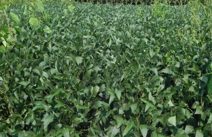 suppression on velvetleaf, morningglory, kochia Can be tank-mixed with other post broadleaf herbicides, or any of the post grass herbicides commonly used for