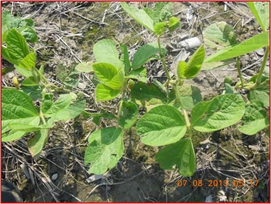 Marvel herbicide 7.25 oz/a + Roundup Powermax herbicide 32 oz/a + COC 0.5% v/v 9 DAT Powermax herbicide 32 oz/a + MSO 0.