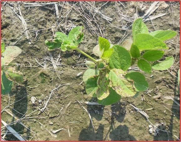 When the weeds start getting bigger, under dry conditions, fields with known glyphosate resistance will need surfactants added even to loaded