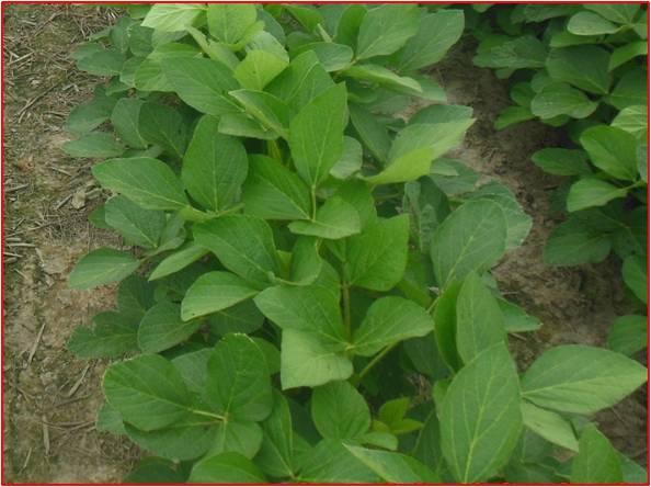 Marvel herbicide 7.25 oz/a + Roundup Powermax herbicide 32 oz/a + COC 0.