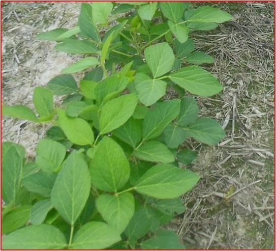 Insect thresholds for vegetative soybeans with defoliation is 50% so