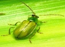 There is a wide spectrum of late season insects that attack silks, ears, stalks, and the upper leaves and include the