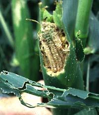 In the past this depended on the average number of insects per plant, the expected corn yield, the market value of the