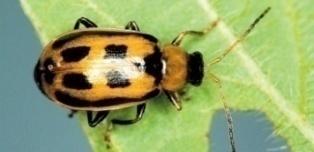 Soybean Insect Pest Update As we start planning for the fungicide plant health applications and/or late glyphosate