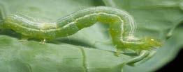 following insects: Soybean Aphids Corn Rootworm Adults Green Cloverworm Stink Bugs Bean Leaf Beetle Japanese