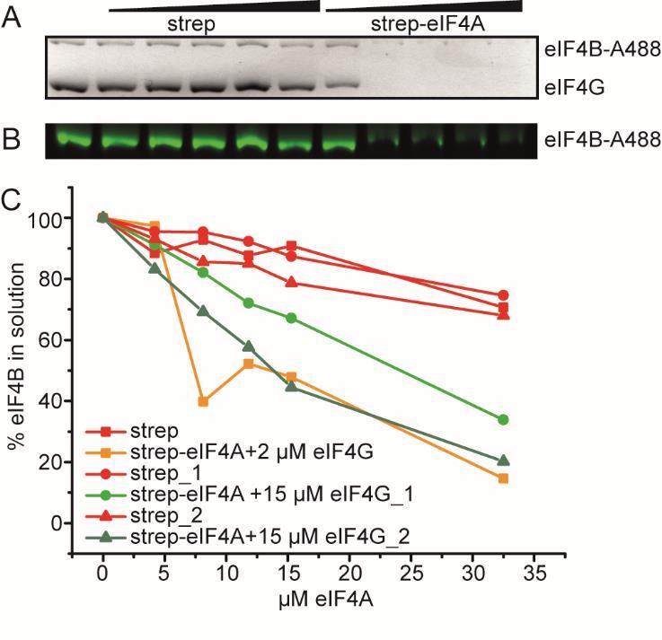 Figure S2: eif4b binding to eif4a is not affected by eif4g. A: Supernatant depletion assay to follow binding of 0.