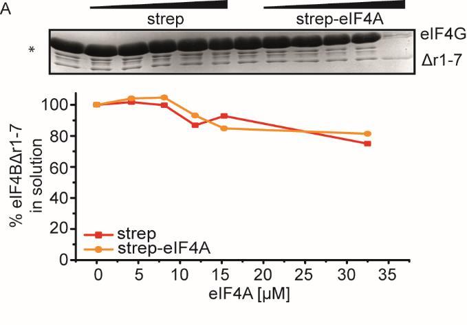 Figure S5: eif4g does not promote binding of eif4b_ r1-7 to eif4a. Supernatant depletion assay with eif4a-bio and 0.