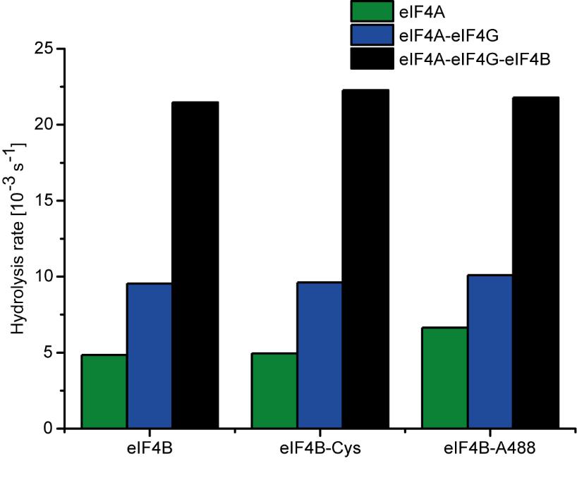 Figure S7: Fluorescently labeled eif4b stimulates eif4a ATPase activity eif4b, eif4b_248c/274c (eif4b-cys) and Alexa488-labeled eif4b_248c/274c (eif4b_a488) stimulate the RNA-dependent ATPase